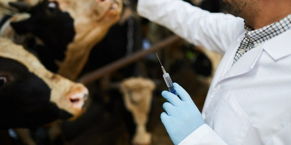 Антибиотики в молоке Присутствие антибиотиков в молоке