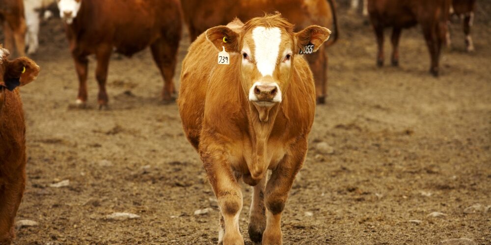 Туберкулёз животных. Степень опасности