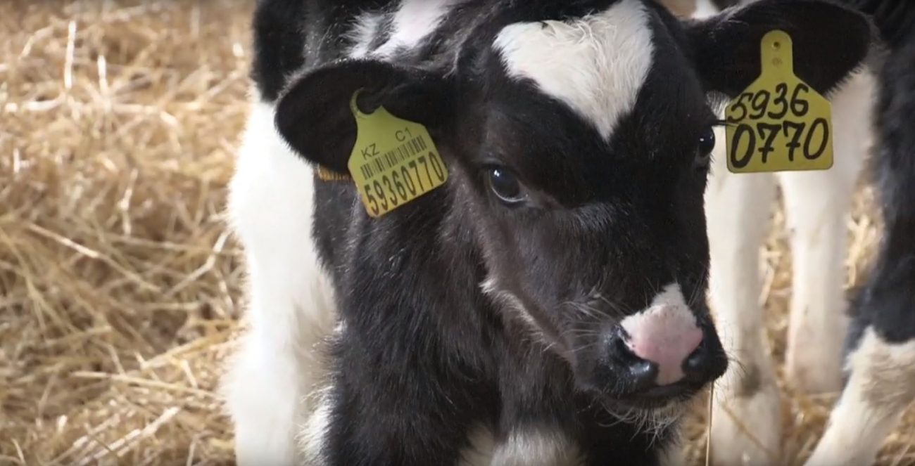 Качество сырья - будущее молочной отрасли РК