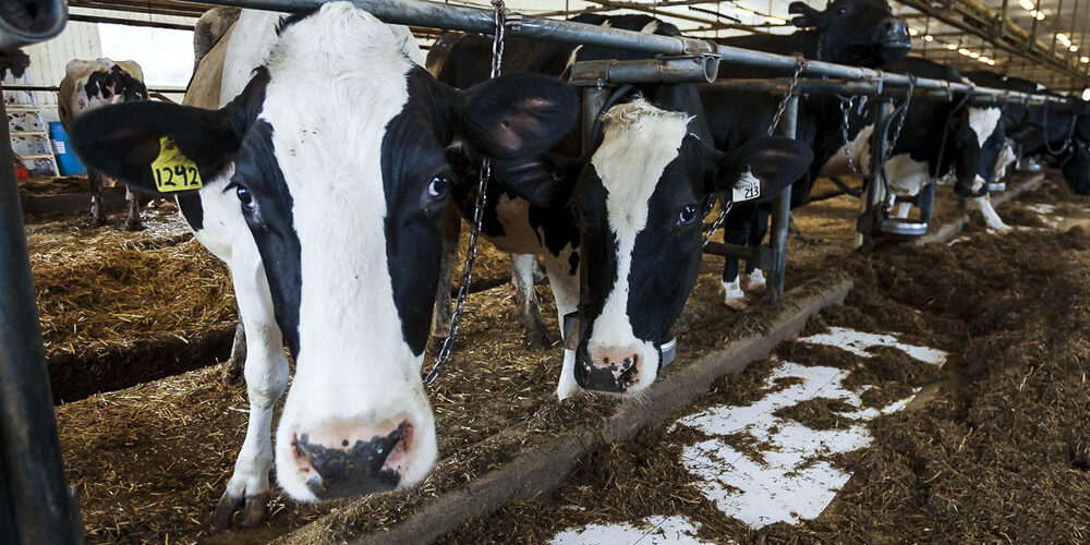 Молочная ферма С 1 июля 2018 года в России в обязательном порядке начала использоваться единая система электронных ветеринарных сопроводительных документов "Меркурий"