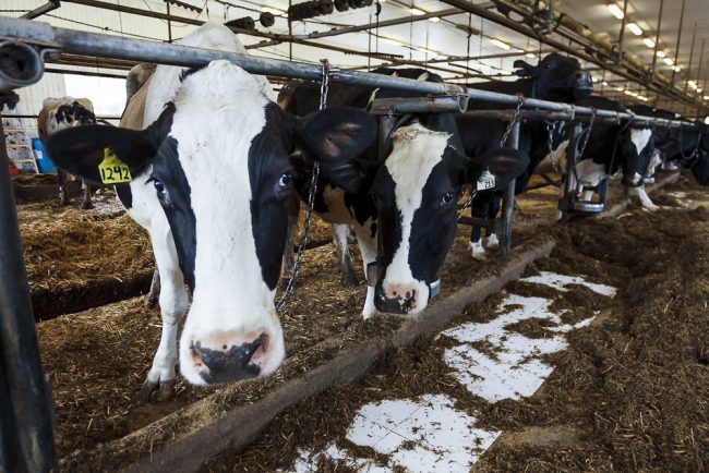 С 1 июля 2018 года в России в обязательном порядке начала использоваться единая система электронных ветеринарных сопроводительных документов "Меркурий"