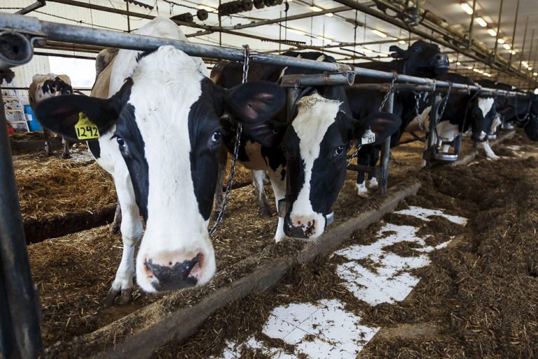 С 1 июля 2018 года в России в обязательном порядке начала использоваться единая система электронных ветеринарных сопроводительных документов "Меркурий"