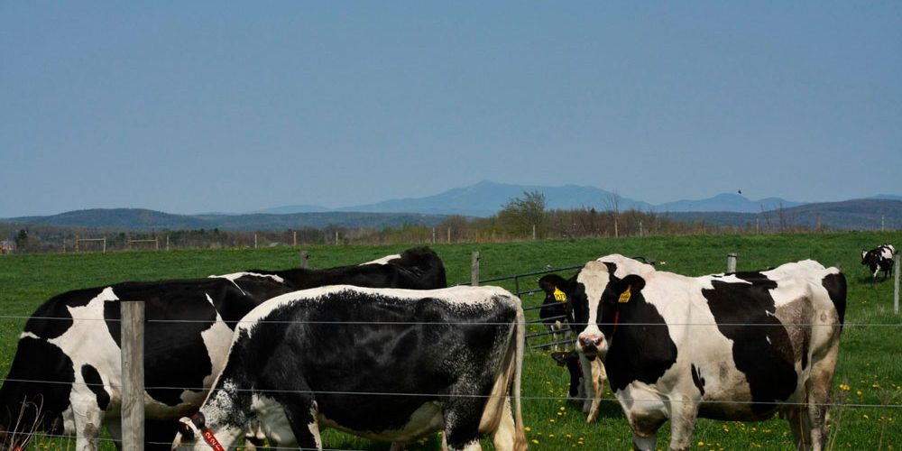 Коровы на пастбище Коровы на пастбище