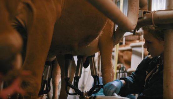 Как доить корову Как правильно доить корову рассказывает младший ветеринар из Украины Карина Хорбан.