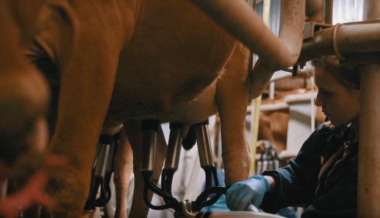 Как правильно доить корову рассказывает младший ветеринар из Украины Карина Хорбан.