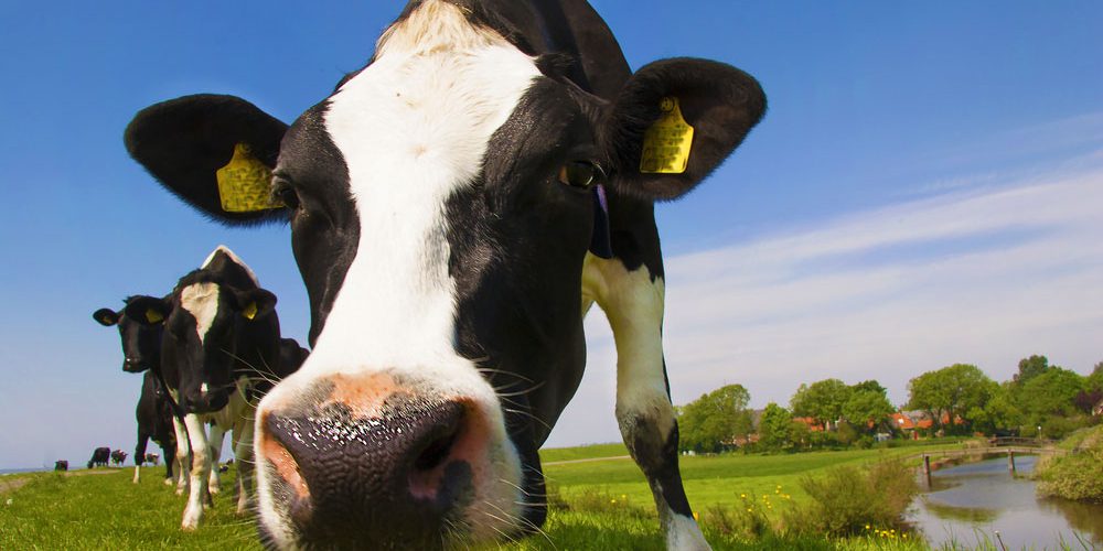 Коровы на пастбище