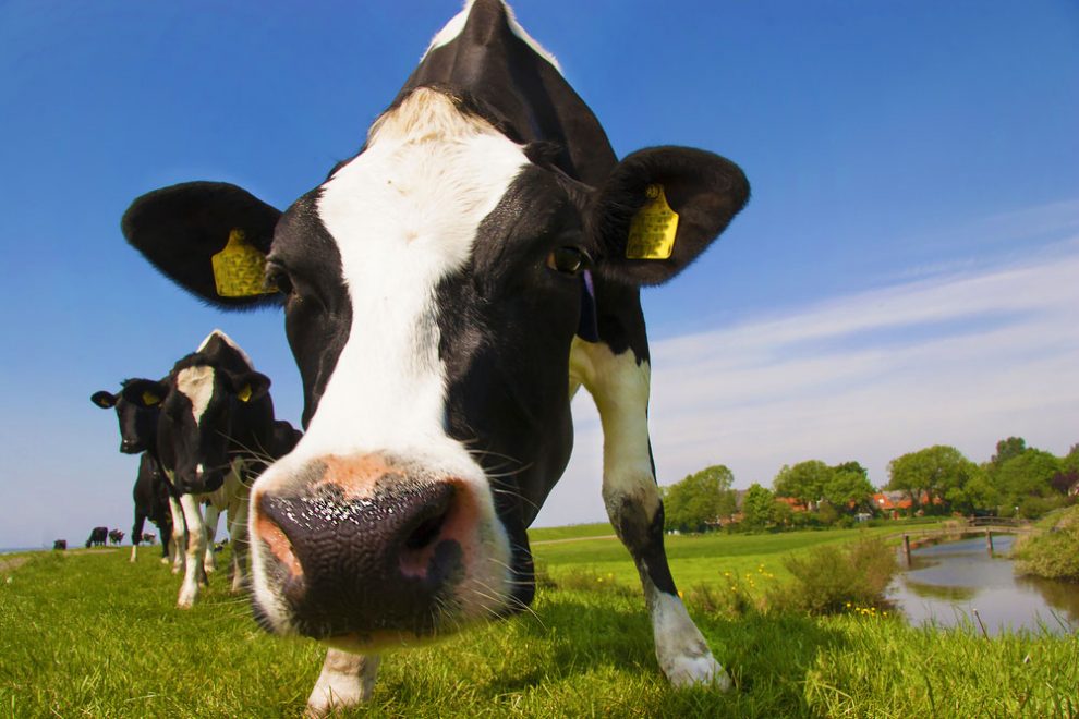 Коровы на пастбище