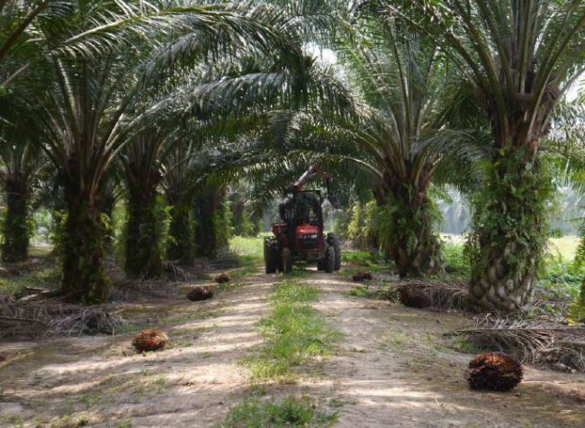 Пальмовое масло Плантации с пальмами