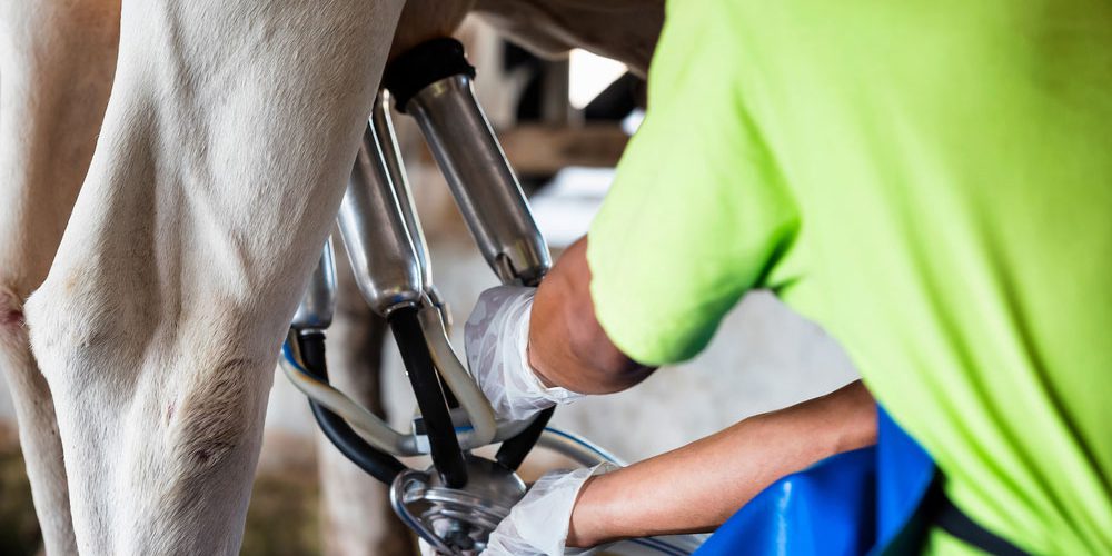 Правила доения