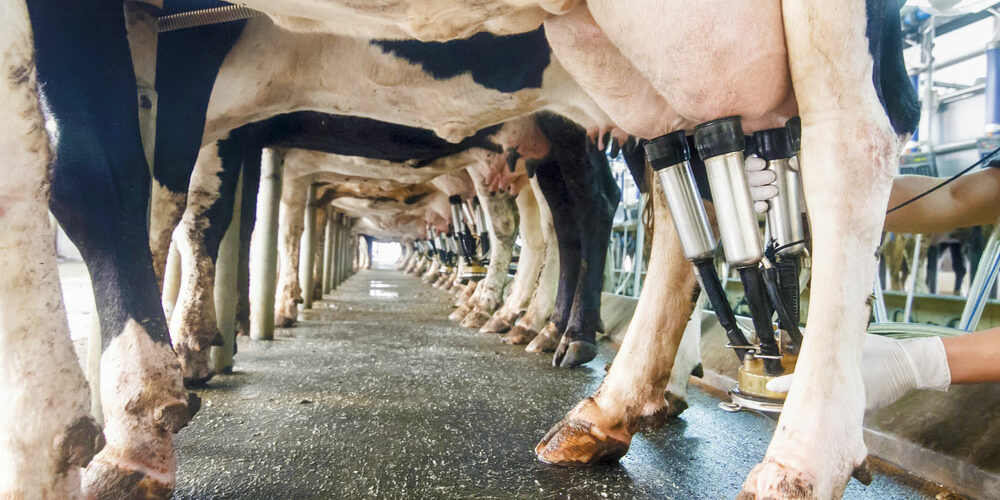 Развитие молочной индустрии Развитие молочной индустрии Казахстана