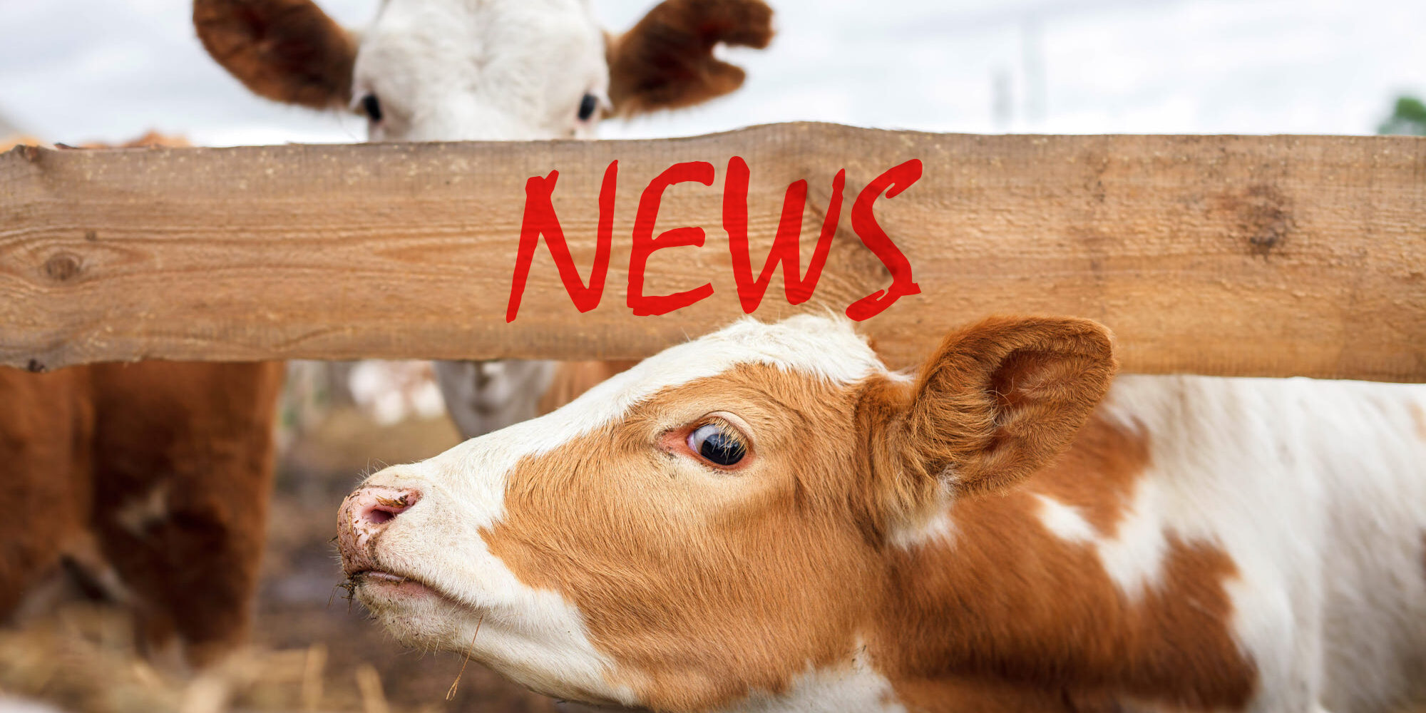 stock-photo-249986439